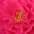 Roze - Floribunda roos - Souvenir d'Edouard Maubert